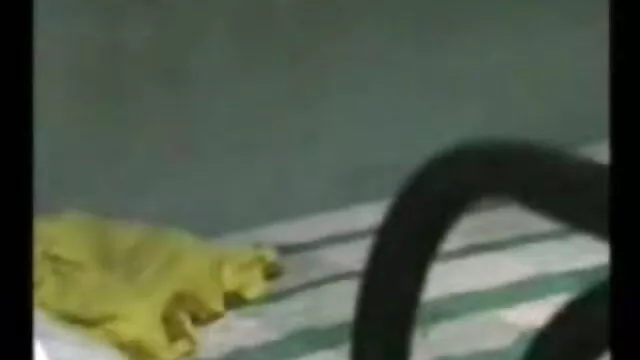 বড় সুন্দরী মহিলা বাংলা চুদাচুদি x