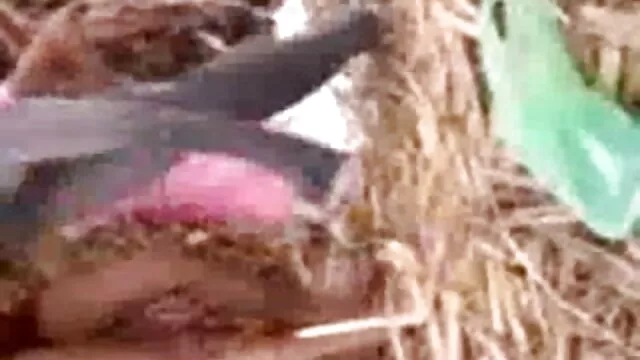 তারকা, শ্যামাঙ্গিণী, বাংলা ভিডিও xxxx তারকা